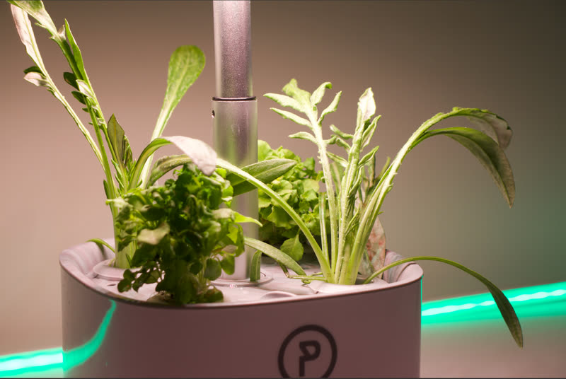 Dense lettuce and rocket leaves crowding the growing deck, lit from above, a teal LED strip glowing behind.